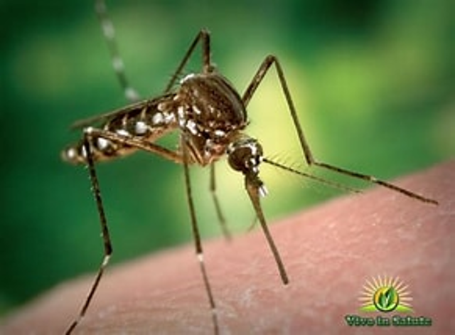 Lotta alle zanzare 2023