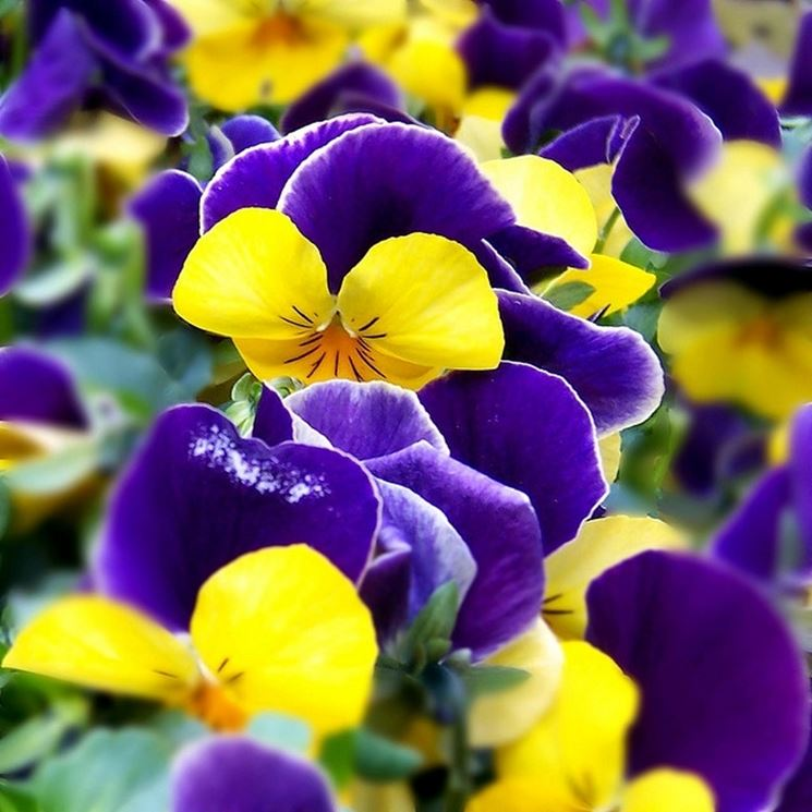 Festa dei risotti dei Donatori Fidas